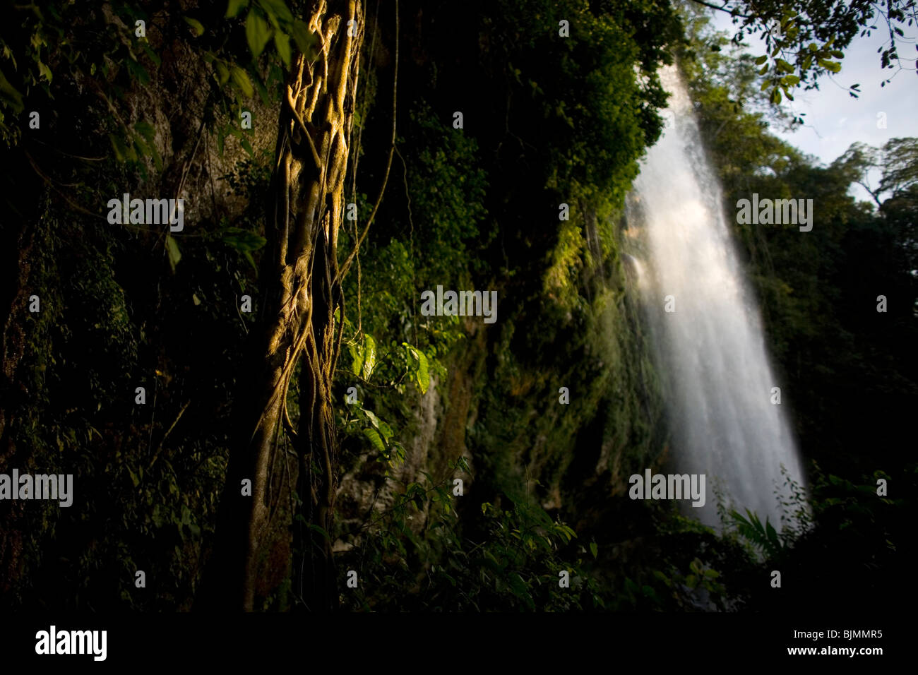 Lianen wachsen am Wasserfall Misol Ha in Salto de Agua, Chiapas, Mexiko, 19. Februar 2010. Stockfoto