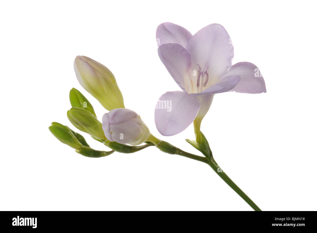 Freesien (Freesia) mit Knospen, violett Stockfoto