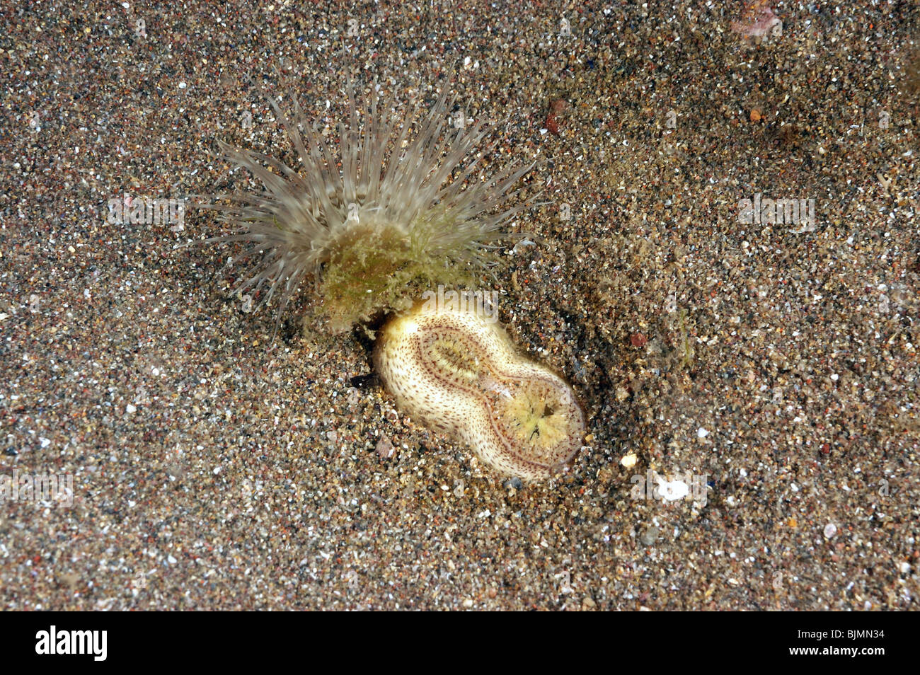 Anemone Sagartiogeten an Razorshell befestigt. sandigen Meeresboden Torbay Devon. Mai. Stockfoto