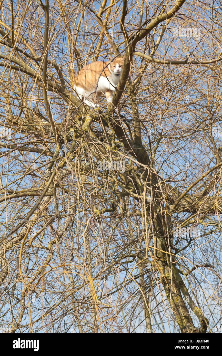Ingwer-Kater auf einen Baum, Hampshire, England. Stockfoto