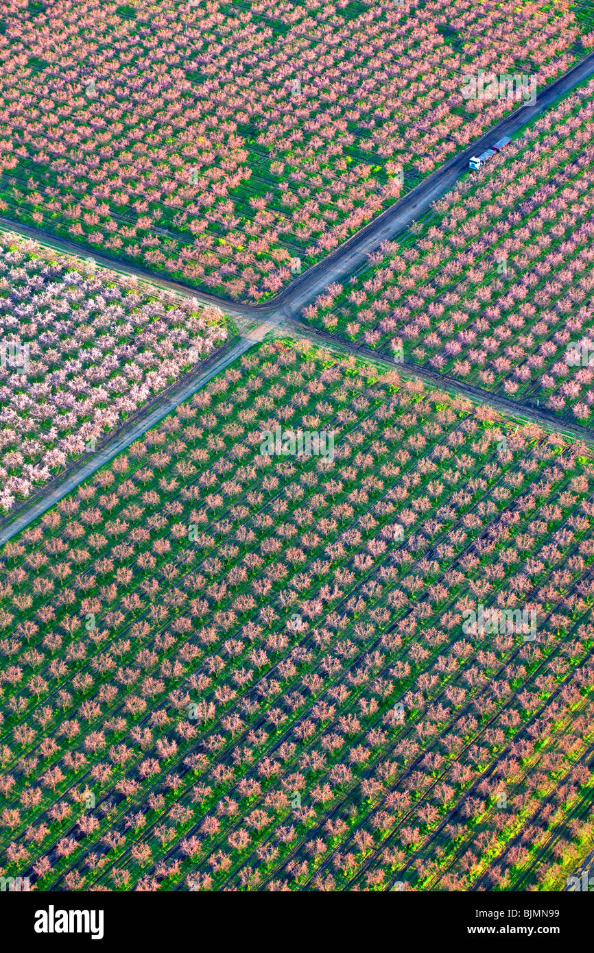 Bauernhöfe und Pfirsich Obstgärten in voller Blüte im Sacramento Valley aus der Luft. Stockfoto