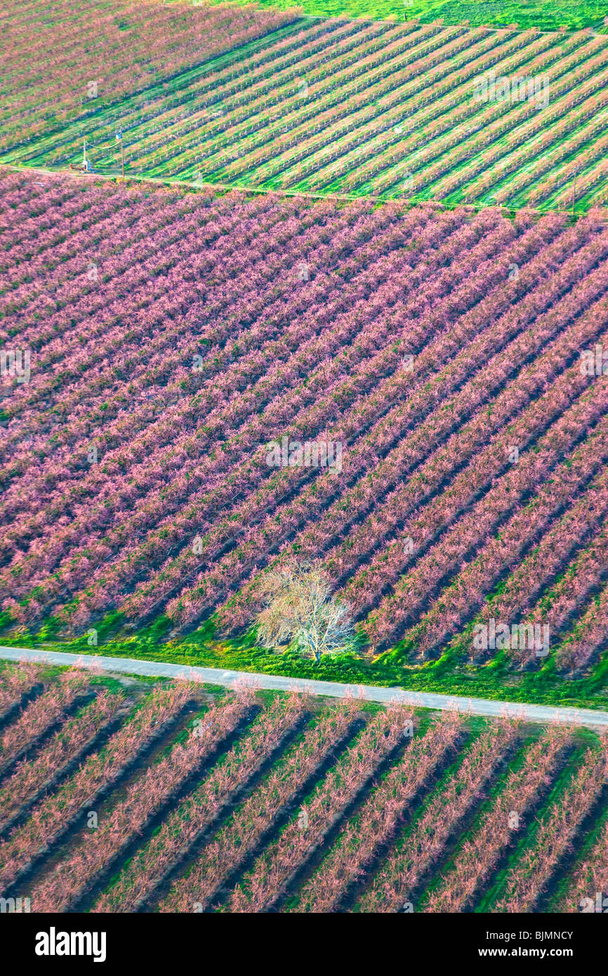 Bauernhöfe und Pfirsich Obstgärten in voller Blüte im Sacramento Valley aus der Luft. Stockfoto