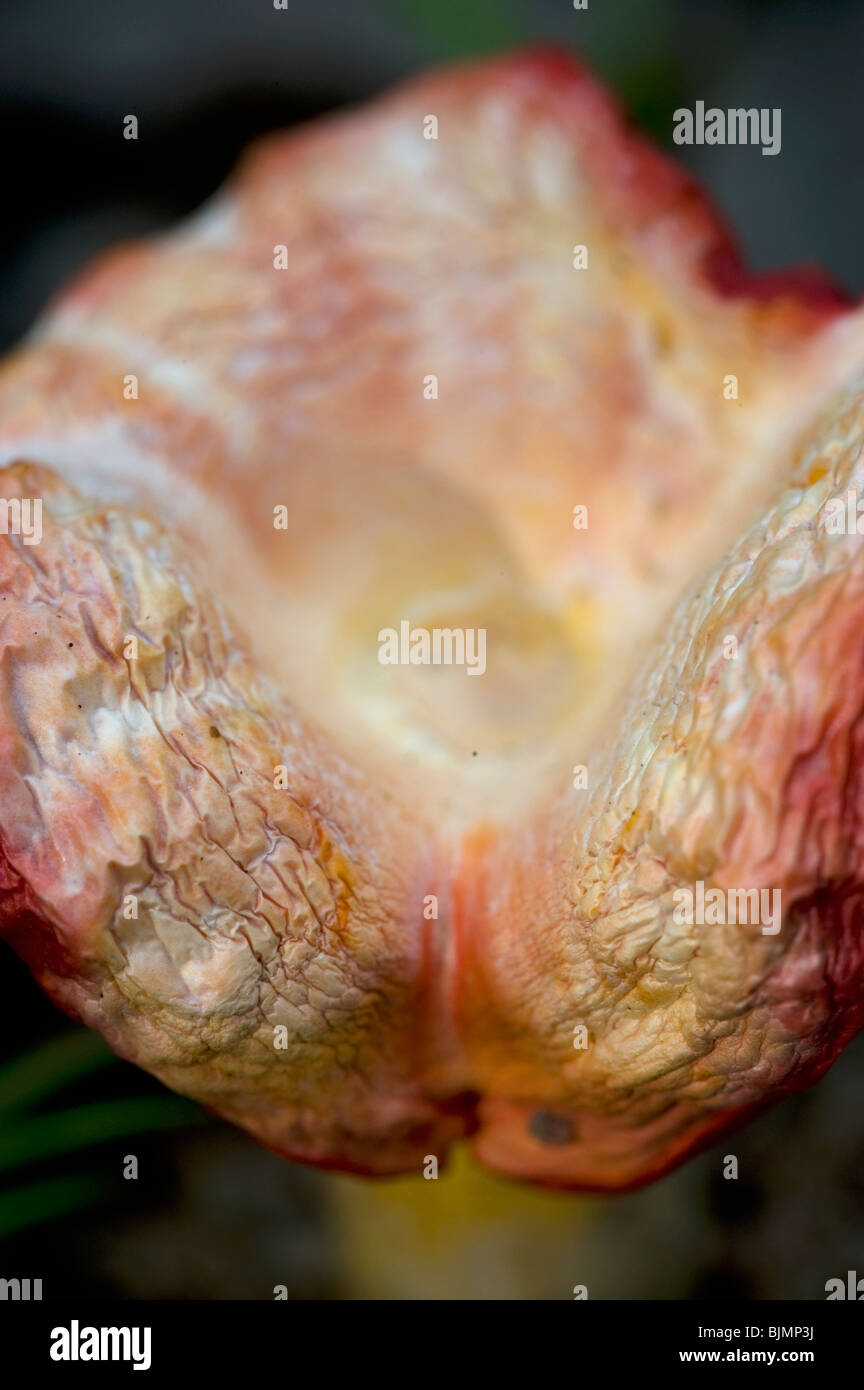 Bunte Pilz Stockfoto