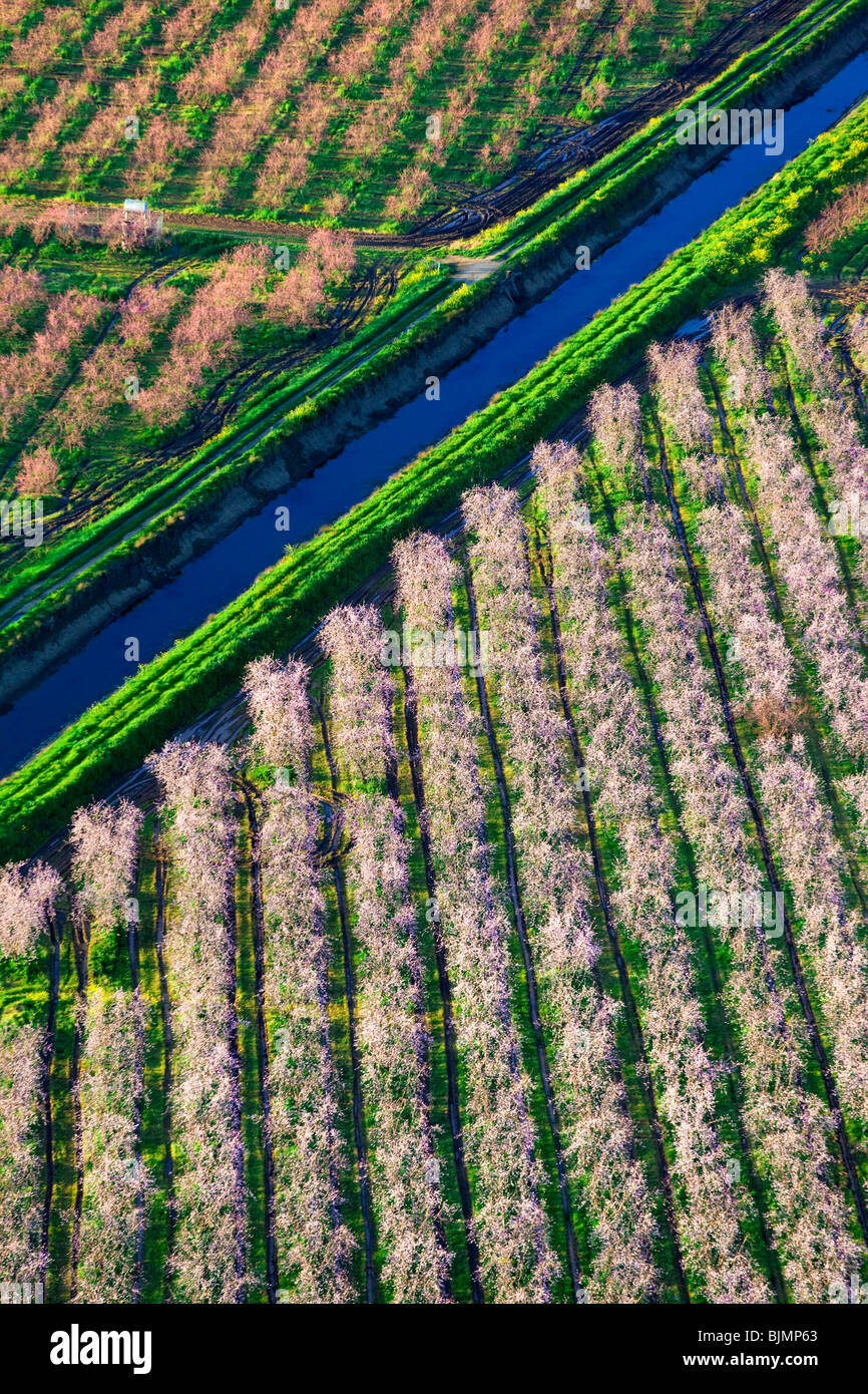 Bauernhöfe und Pfirsich Obstgärten in voller Blüte im Sacramento Valley aus der Luft. Stockfoto