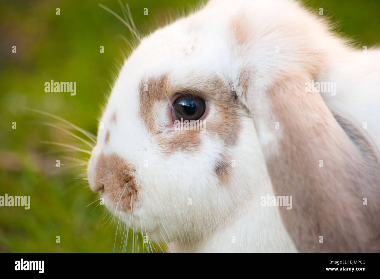 Leiter der weißen und braunen lop eared rabbit Stockfoto