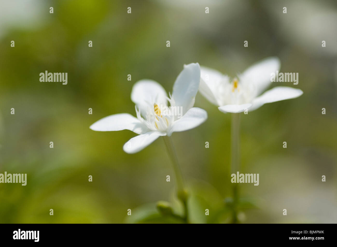 Reinweiße Blüten auf unscharfen Hintergrund Textfreiraum Stockfoto
