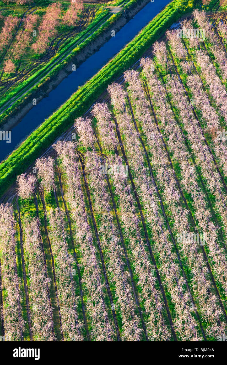 Bauernhöfe und Pfirsich Obstgärten in voller Blüte im Sacramento Valley aus der Luft. Stockfoto