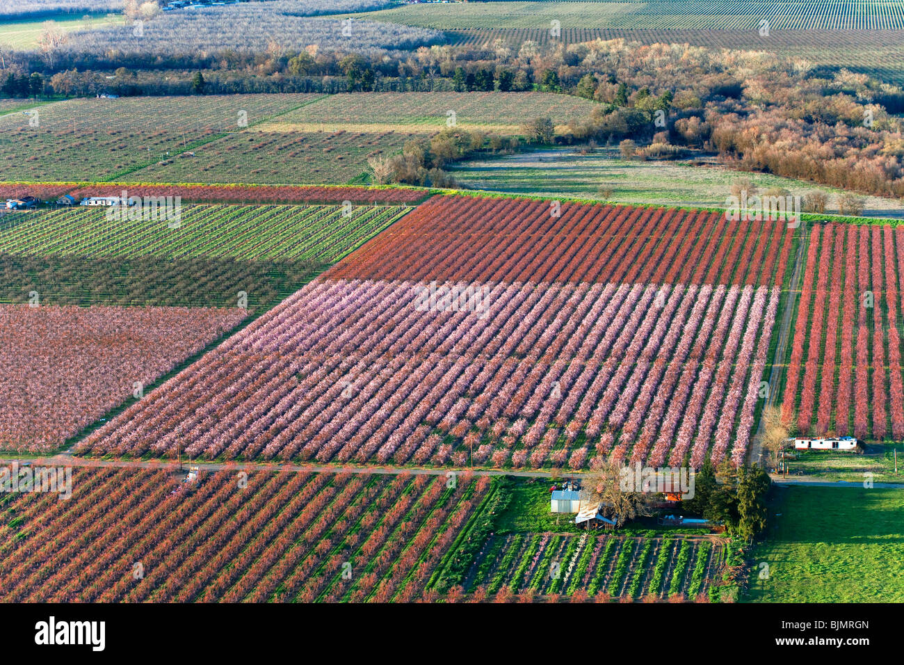 Bauernhöfe und Pfirsich Obstgärten in voller Blüte im Sacramento Valley aus der Luft. Stockfoto