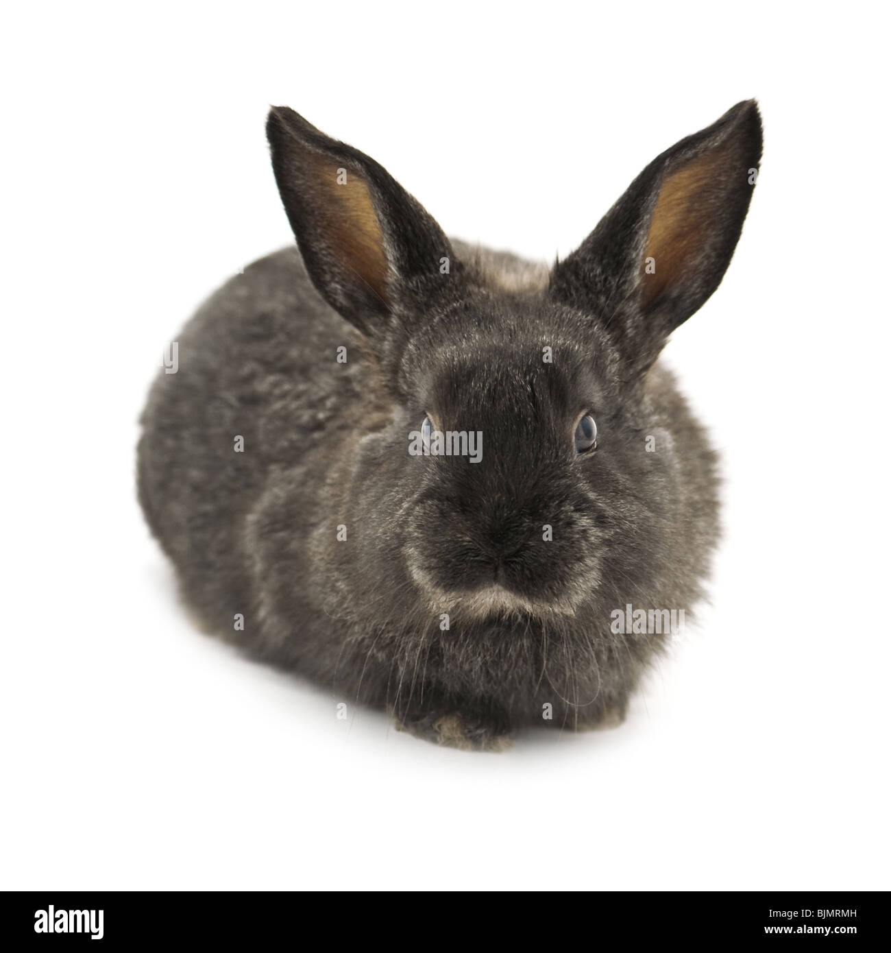 Kaninchen, die isoliert auf weißem Hintergrund Stockfoto
