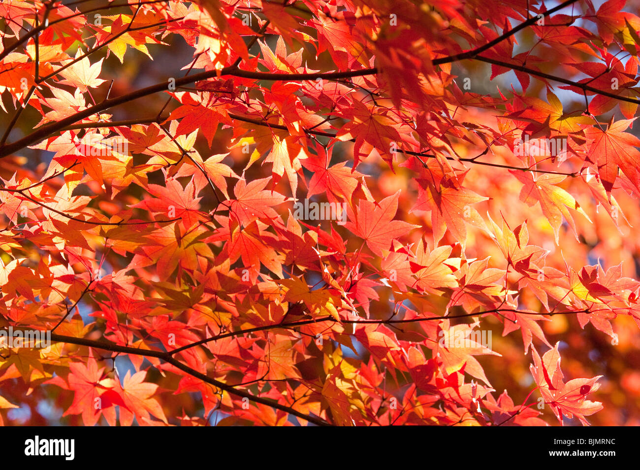 Red Maple Leaves Stockfoto