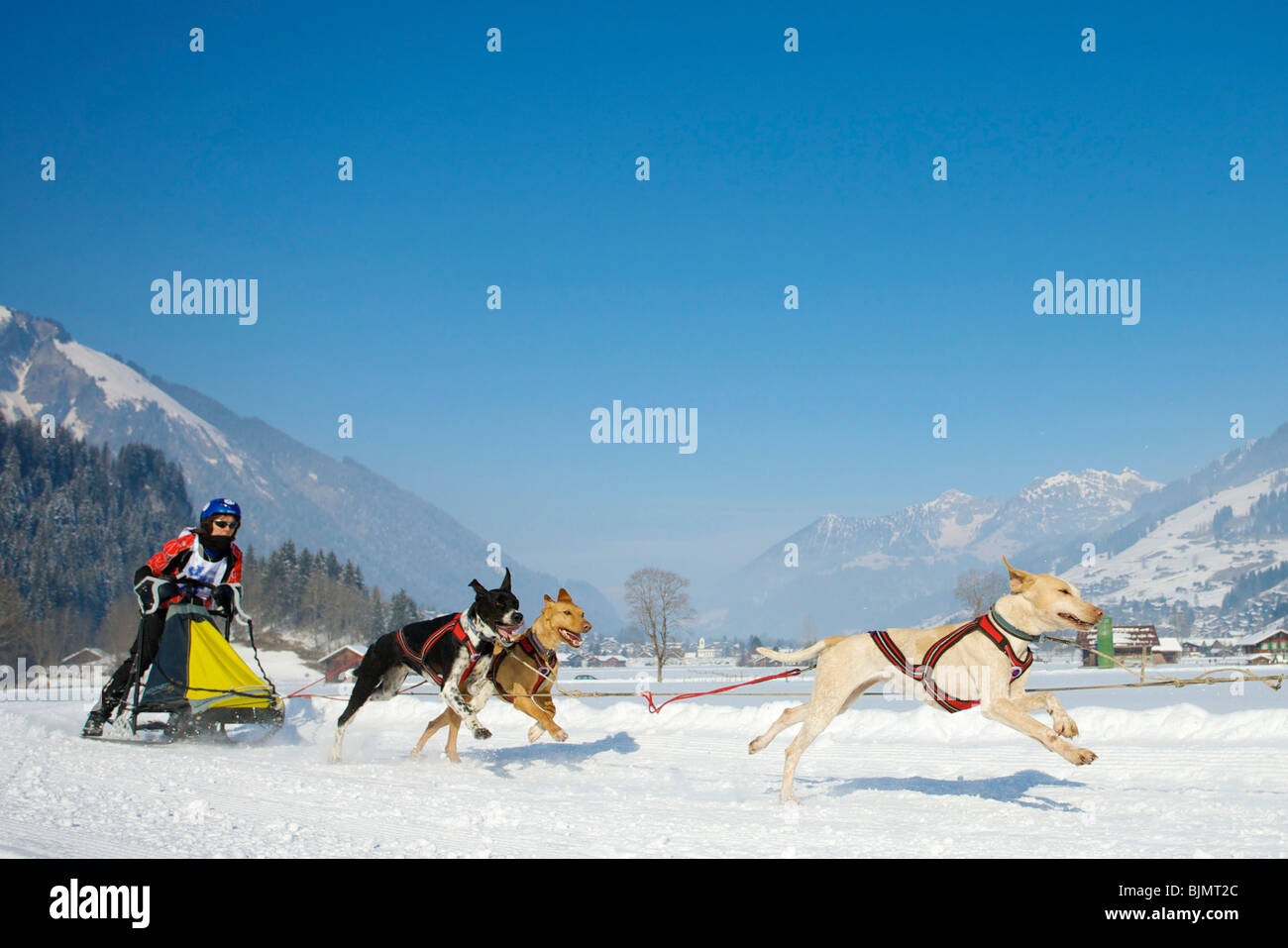 Musher, mushing seine Alaskan Huskies Schlittenhund Rennen in Lenk, Schweiz, Europa Stockfoto