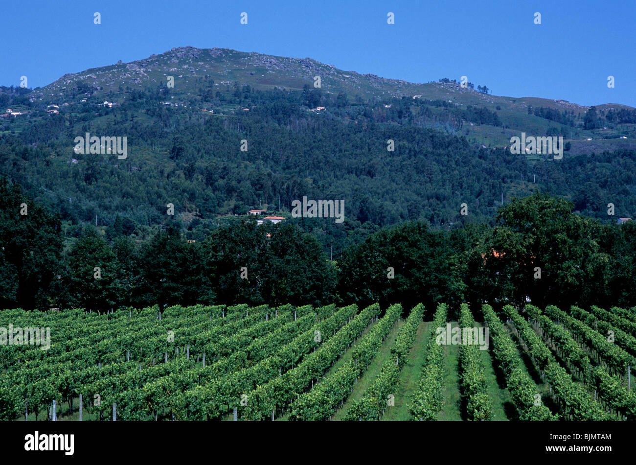 Die Weinberge im Quinta do Ameal nahe Ponta Do Lima im Norden Portugals Region Minho. Stockfoto