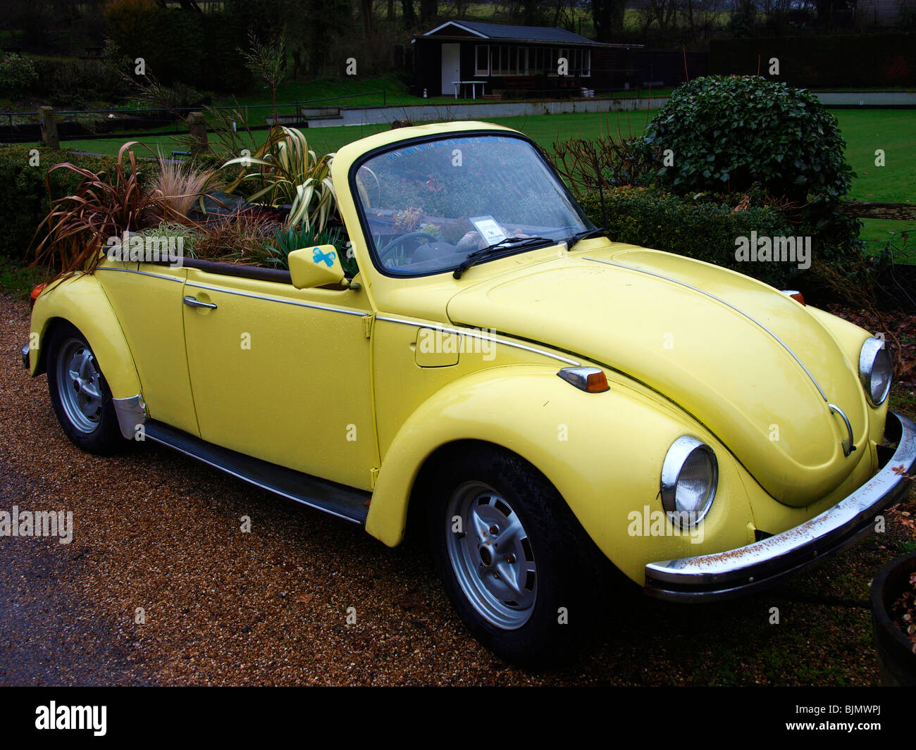 Gelben Vw Cabrio mit Pflanzen wachsen im Inneren Stockfoto