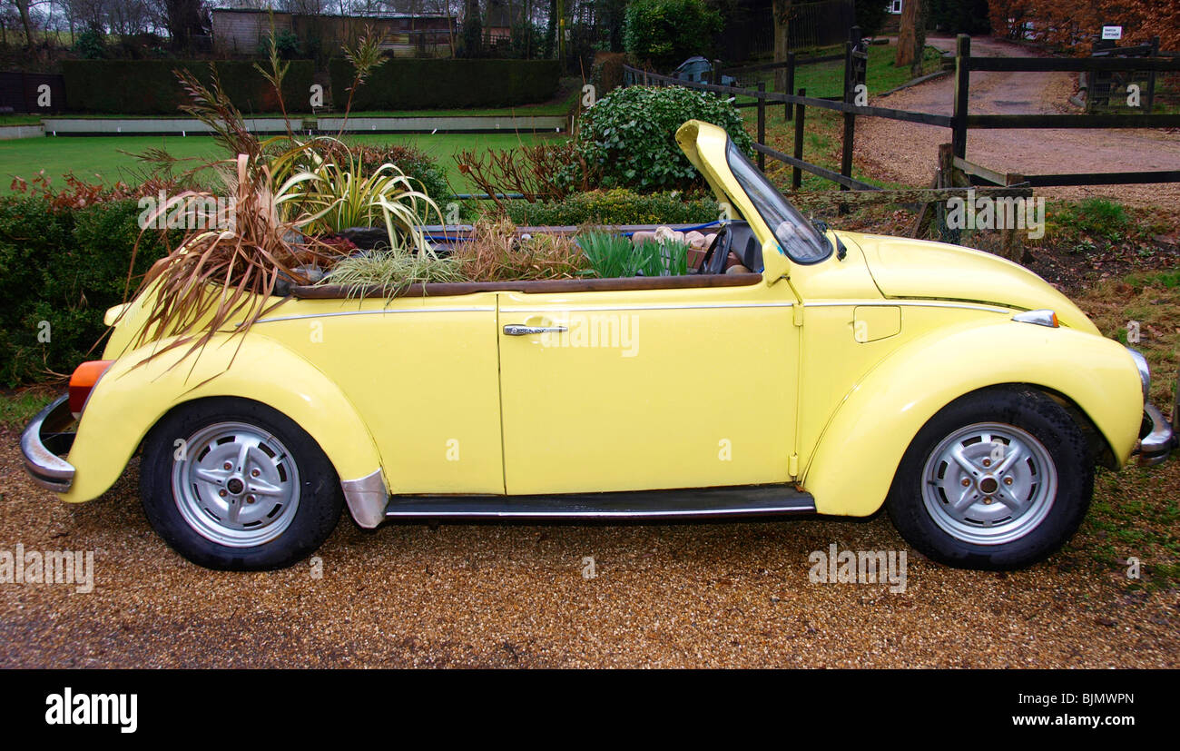 Gelben Vw Cabrio mit Pflanzen wachsen im Inneren Stockfoto