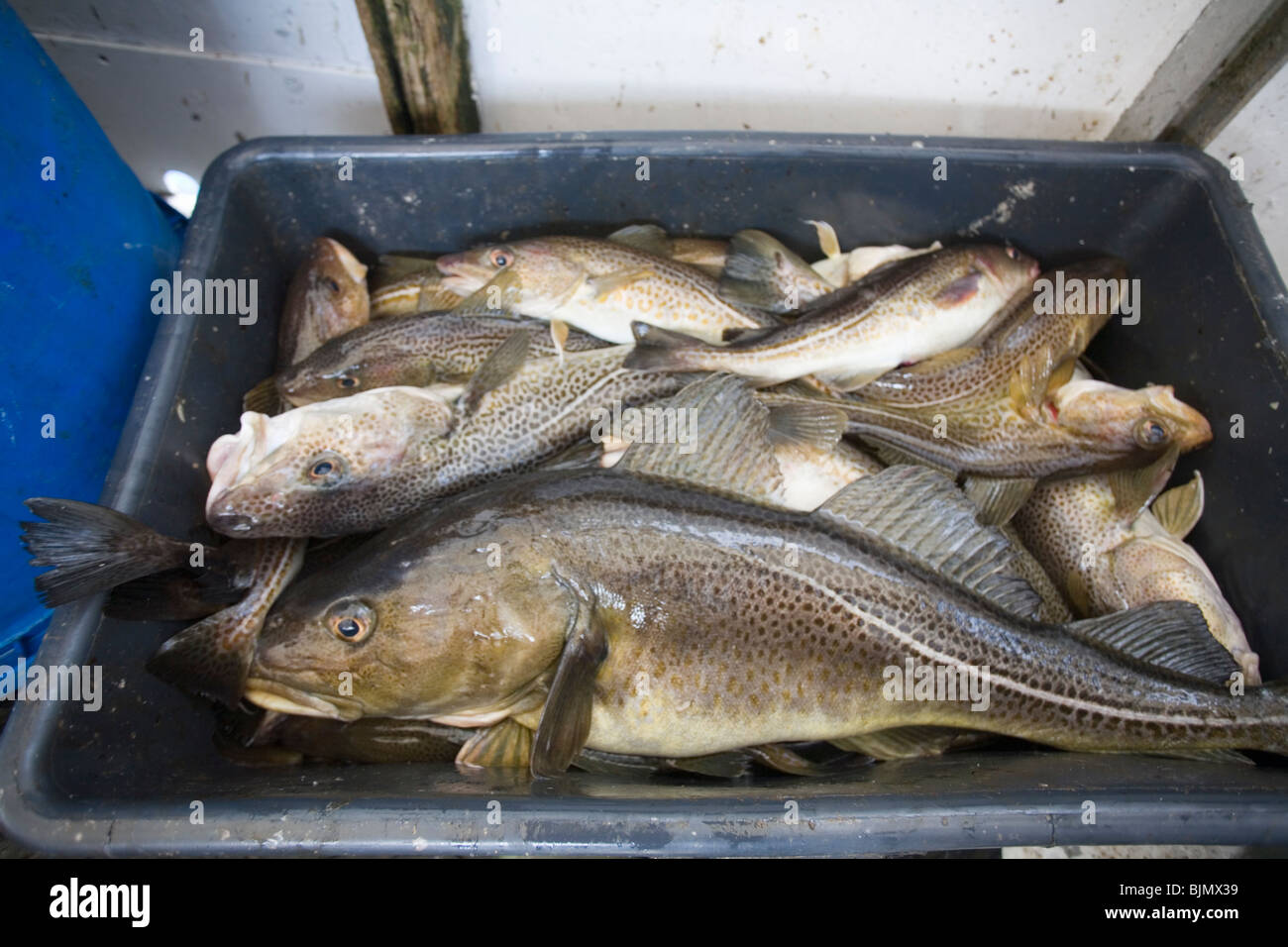 Kabeljau Gadus Morrhua Stockfoto