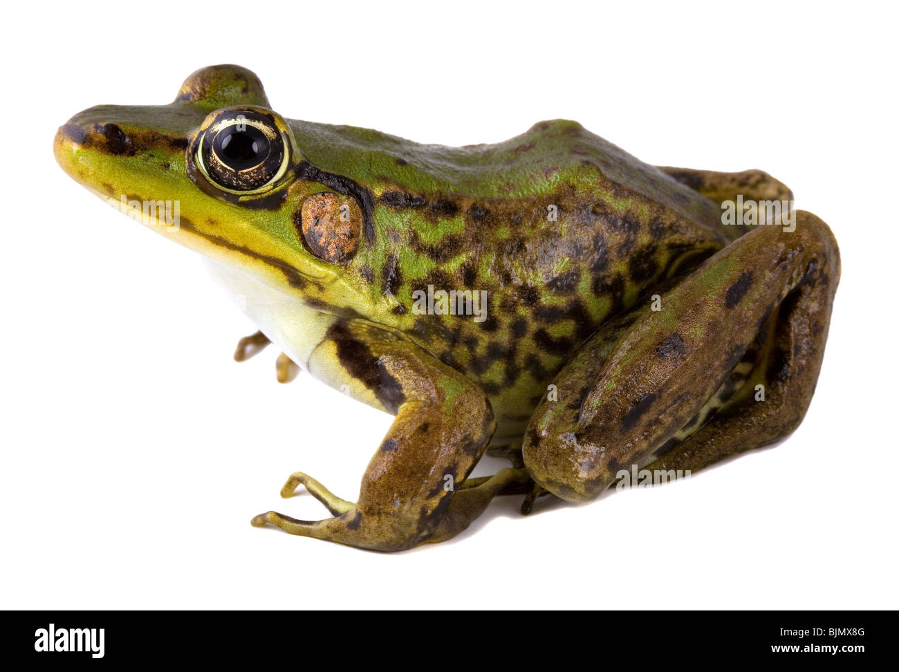 Vaillant Frosch (Lithobates Vaillanti) Stockfoto