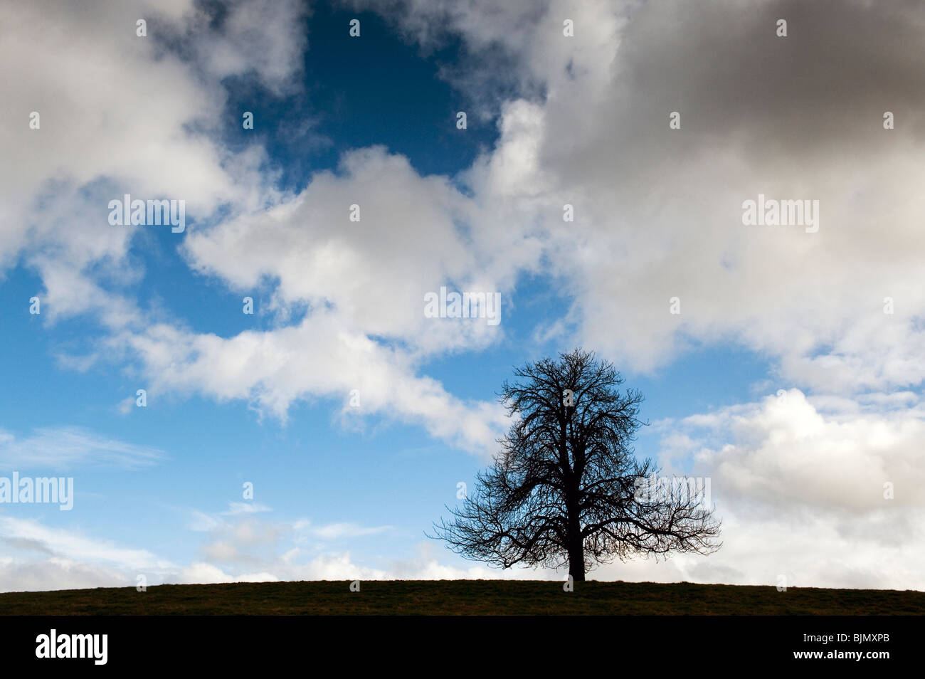 Winter Rosskastanie Baum in der englischen Landschaft. Großbritannien Stockfoto