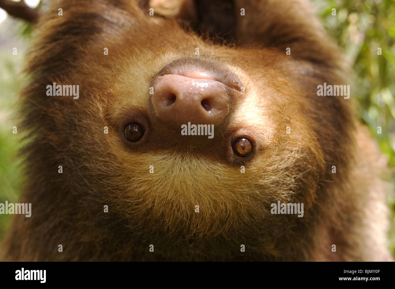 Portrat Des Jungen Zwei Finger Faultier Stockfotografie Alamy