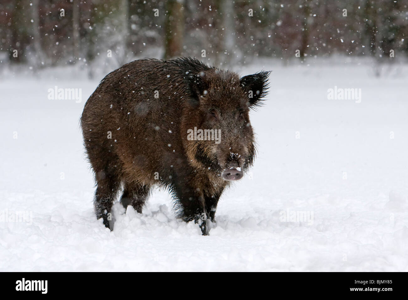 Wildschwein in Schneefall Sus Scrofa überqueren Stockfoto