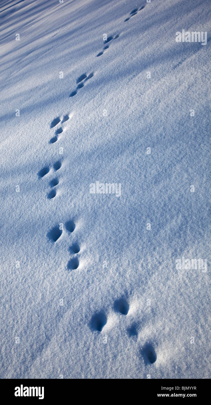 Set von frischen europäischen Berghasen (Lepus timidus) Spuren auf Schnee, Finnland Stockfoto