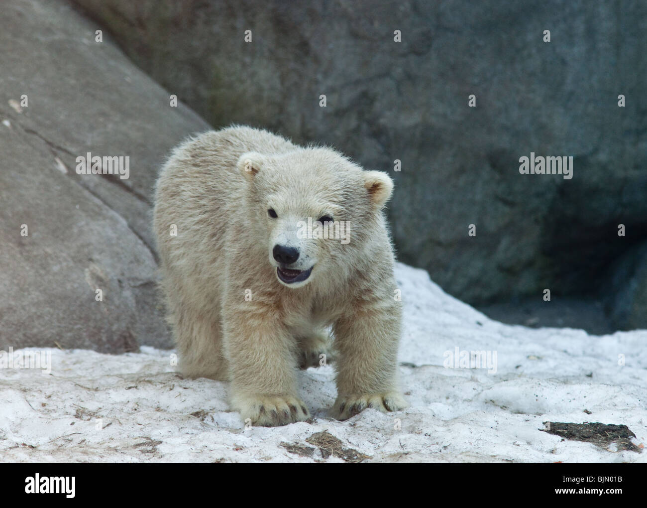 Bärenjunges. Wilder Eisbär im Moskauer Zoo. Stockfoto