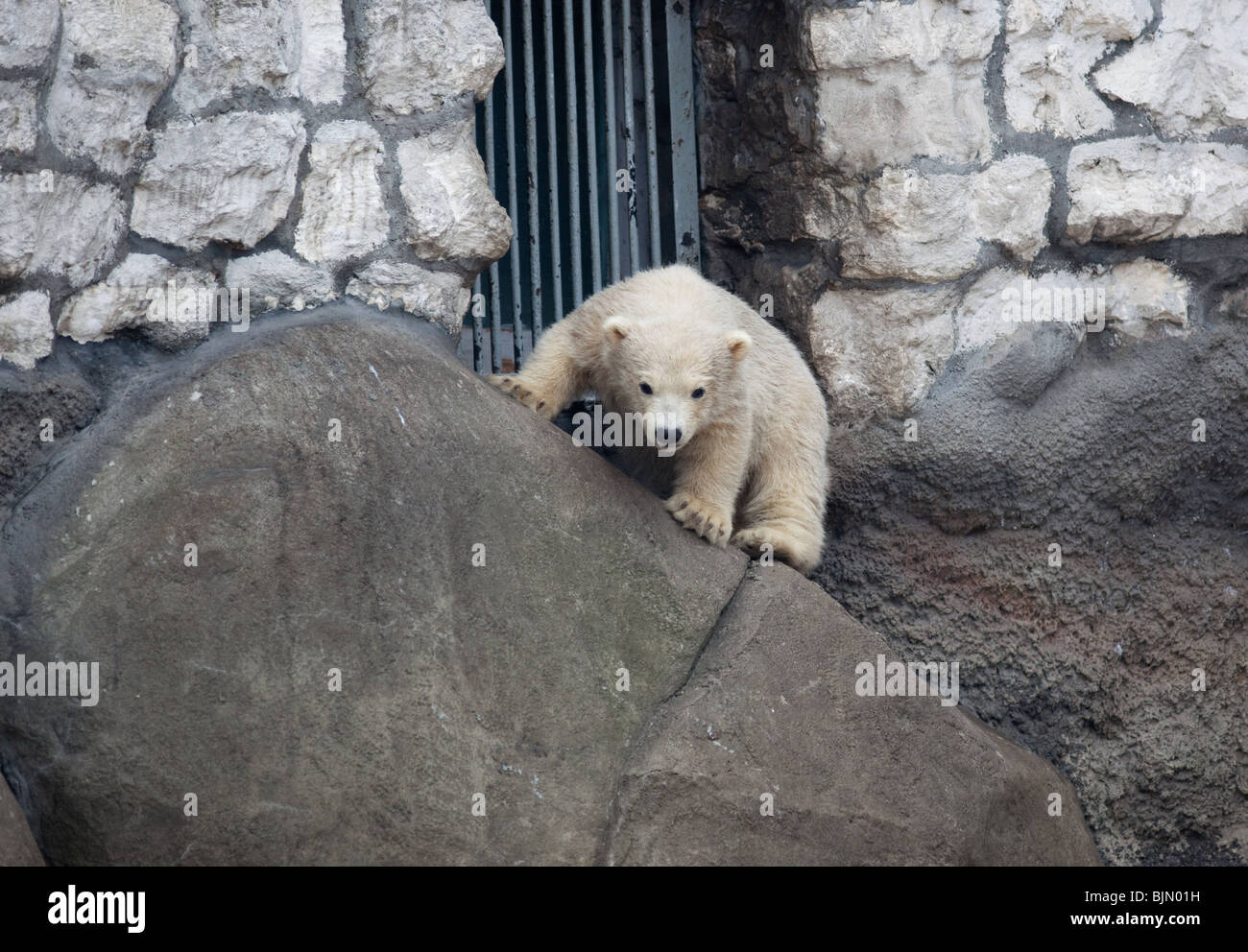 Bärenjunges. Wilder Eisbär im Moskauer Zoo. Stockfoto