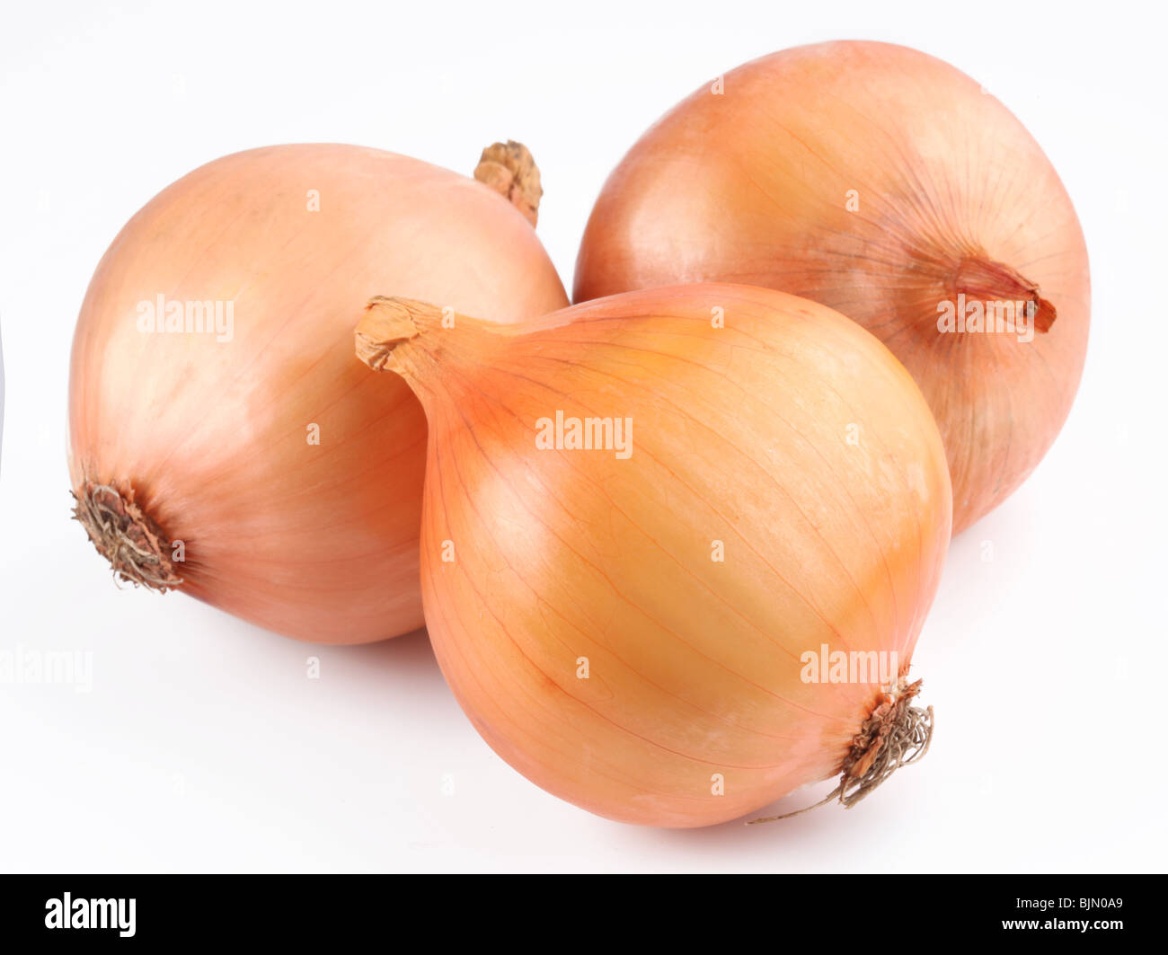 Frische Zwiebeln Zwiebel auf weißem Hintergrund Stockfoto