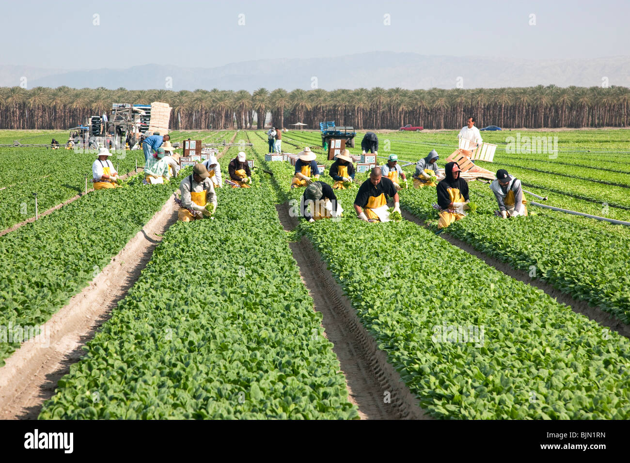 Spinat 'Spinacea oleracea' Crew Ernte. Stockfoto