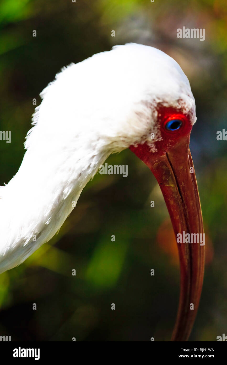 Weißes Ibis, Eudocimus Albus Familie Ciconiformes Stockfoto