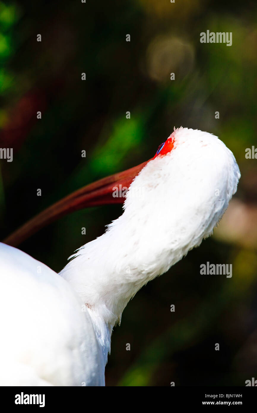 Weißes Ibis, Eudocimus Albus Familie Ciconiformes Stockfoto