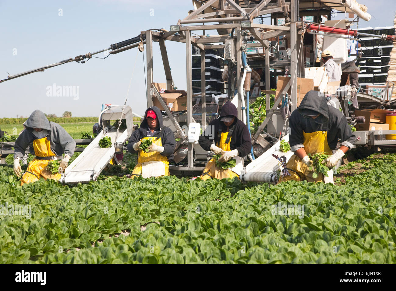 Spinat-Ernte „Spinacia oleracea“, Riverside County, Kalifornien. Stockfoto