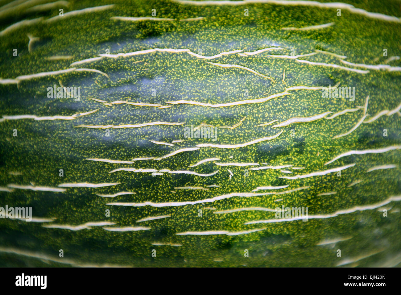 Grüne Melone Frucht Haut Makro Textur Hintergrund Stockfoto