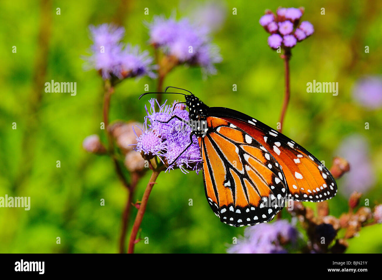 Monarch; Danaus plexippus Stockfoto