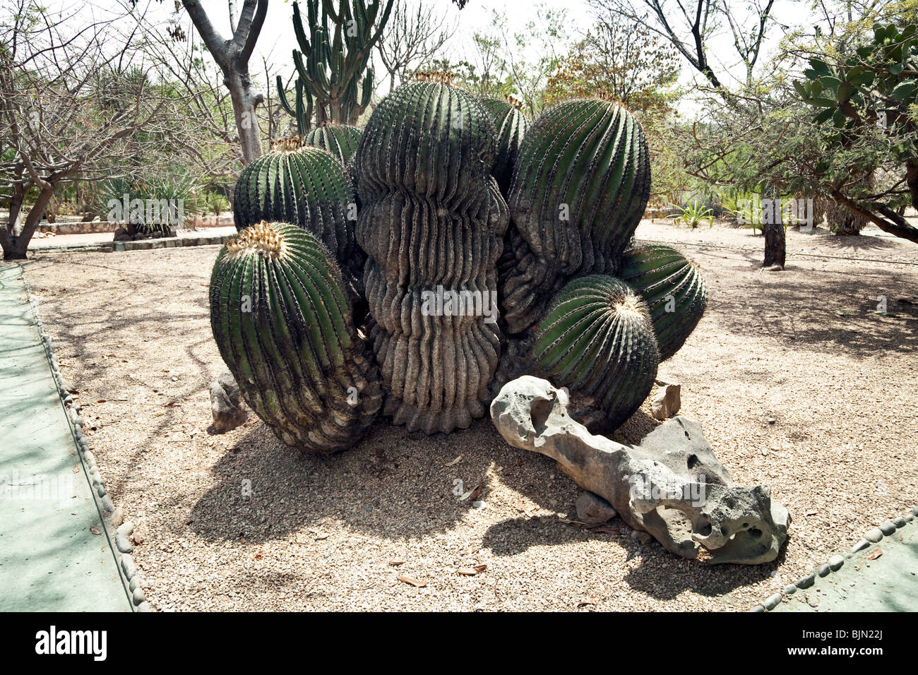 Mammut alte versteinerte teilweise Biznaga Kakteen im Botanischen Garten aus Gründen der ehemaligen Santo Domingo Kloster Oaxaca Stockfoto