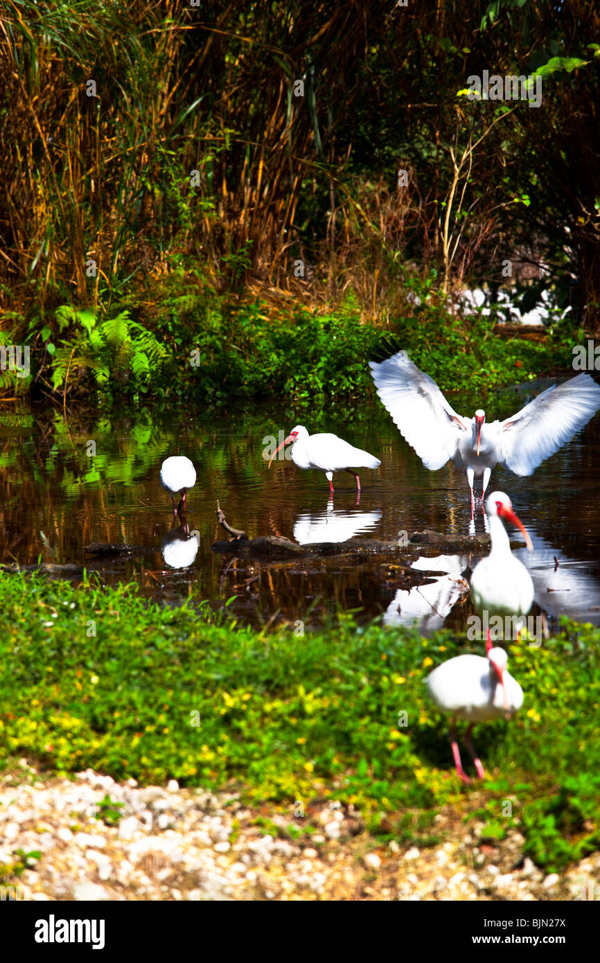 Weißes Ibis, Eudocimus Albus Familie Ciconiformes Stockfoto