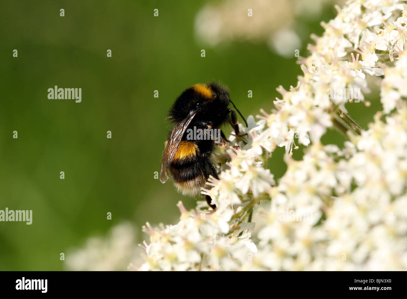 Biene Bombus Terrestris Buff-tailed Bumblebee oder große Erde Bumblebee Familie Apidae Fütterung auf weißen Blüten Makro Stockfoto