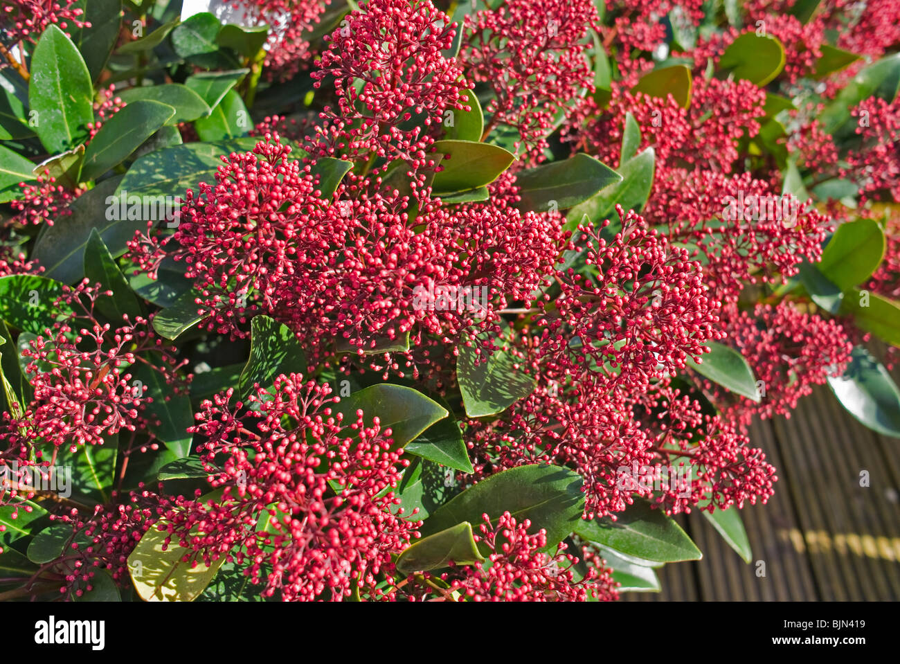 Skimmia Japonica Rubella im März Stockfoto