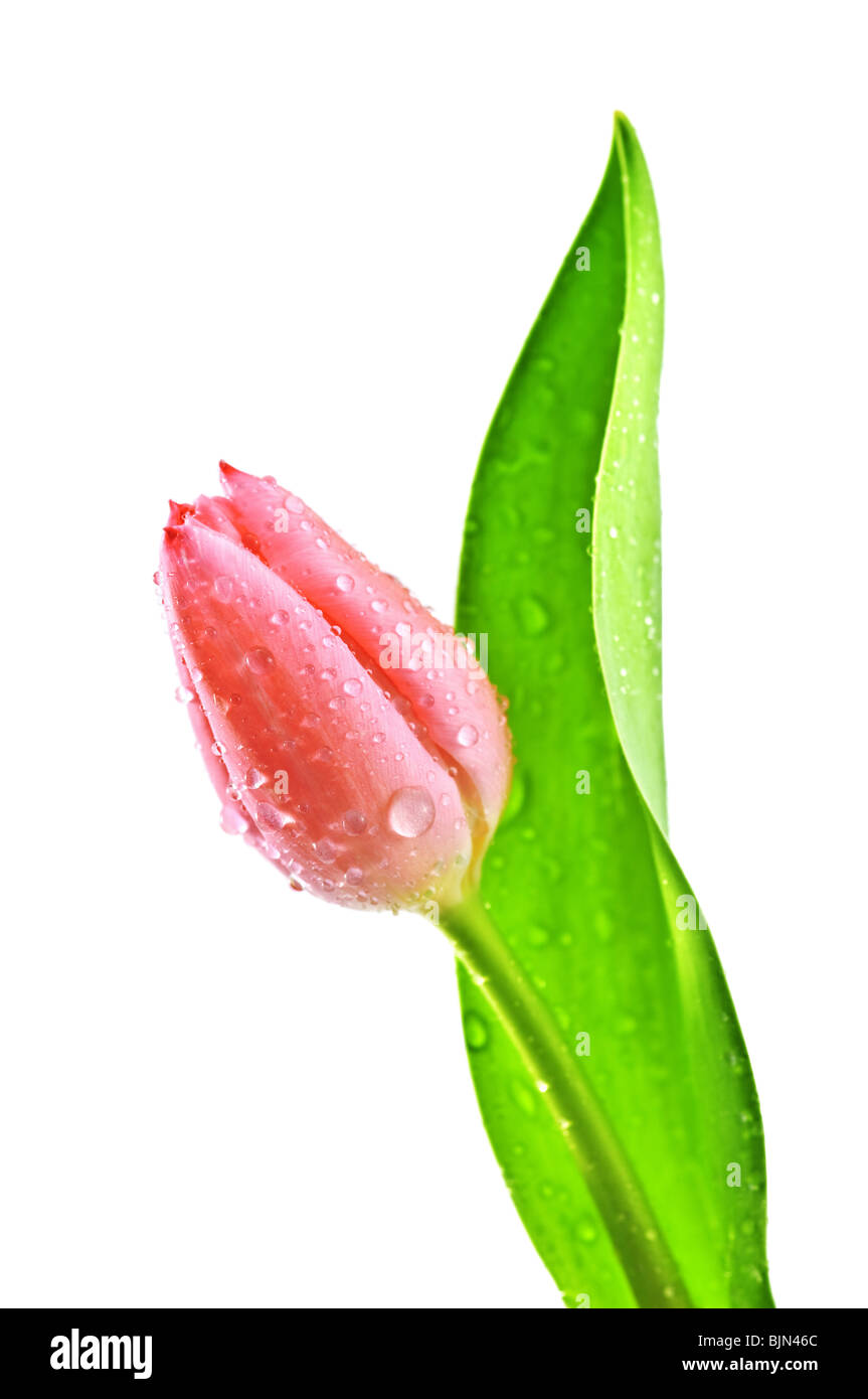 Tulpe isoliert auf weißem Hintergrund Stockfoto
