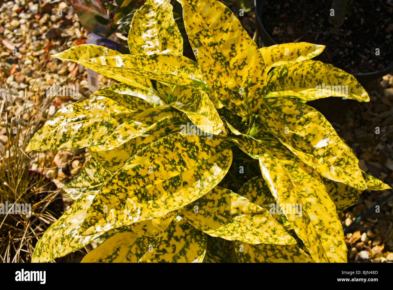 Buntes Laub von Aucuba Japonica Angelon im März Stockfoto