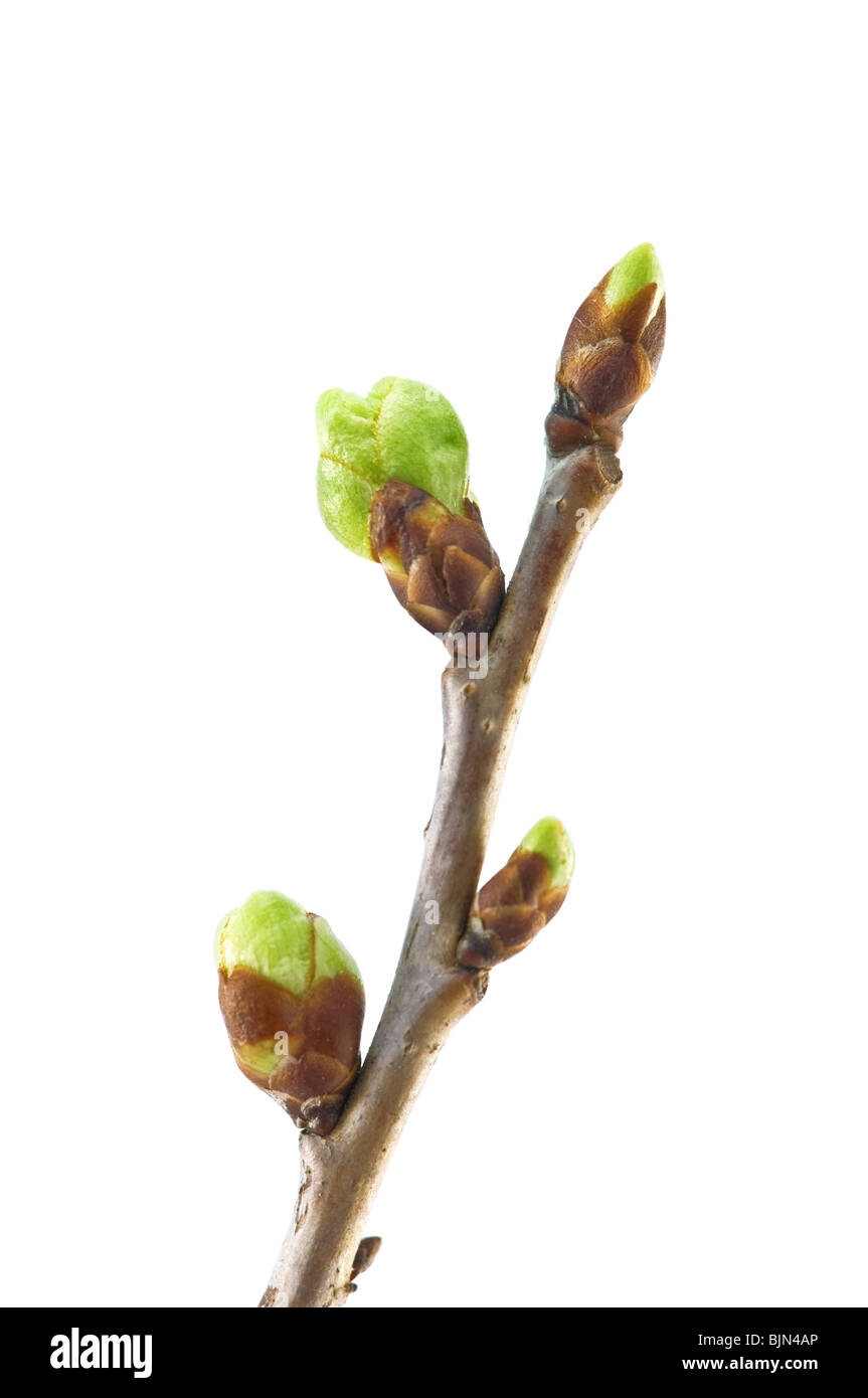 junge Knospen der Kirschbaum Stockfoto