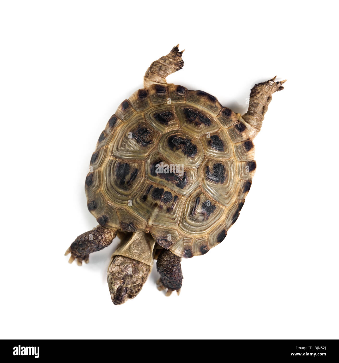 Schildkröte isoliert auf weißem Hintergrund Stockfoto