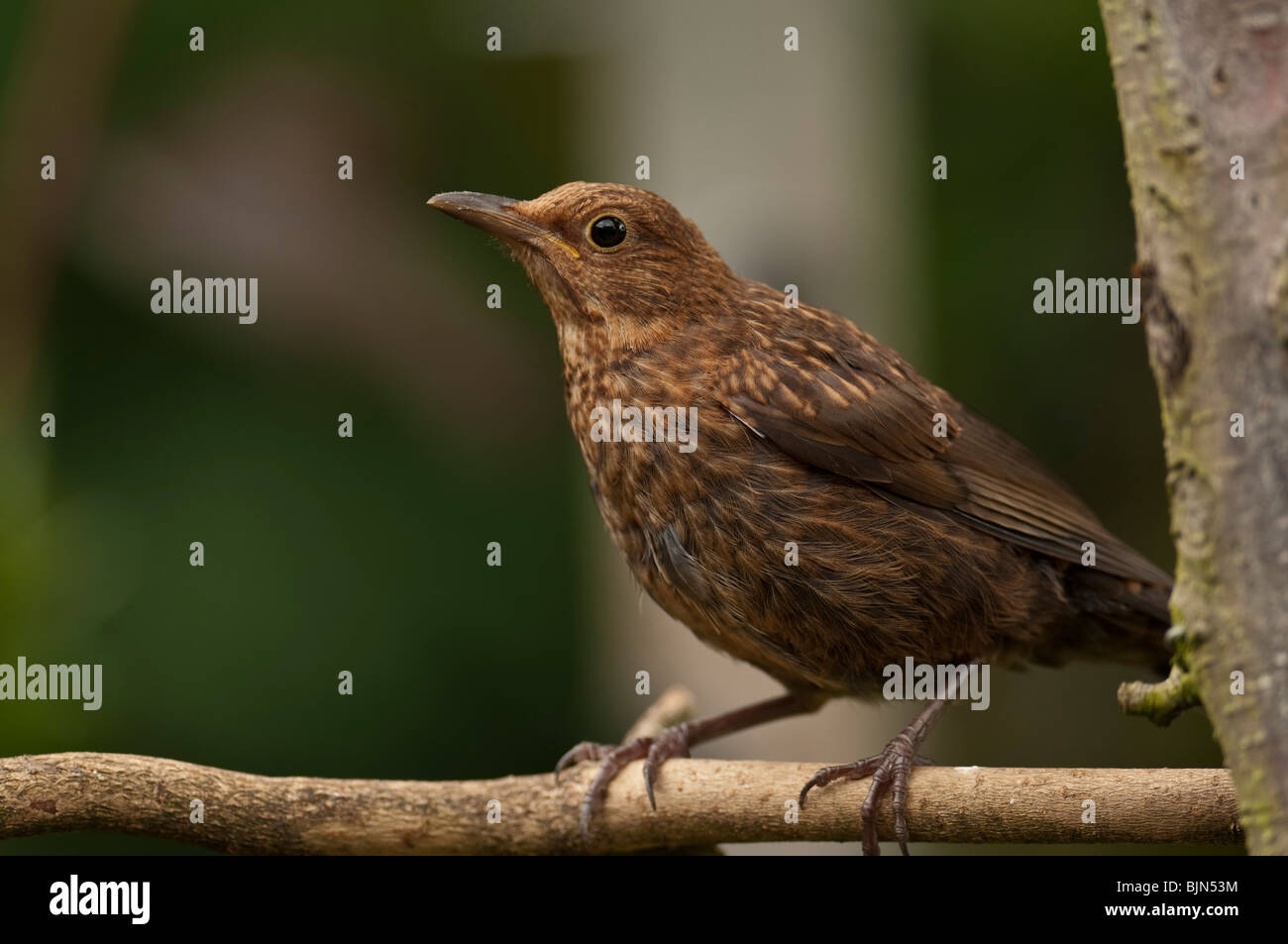 Amsel Turdus Marula auf Ast Stockfoto