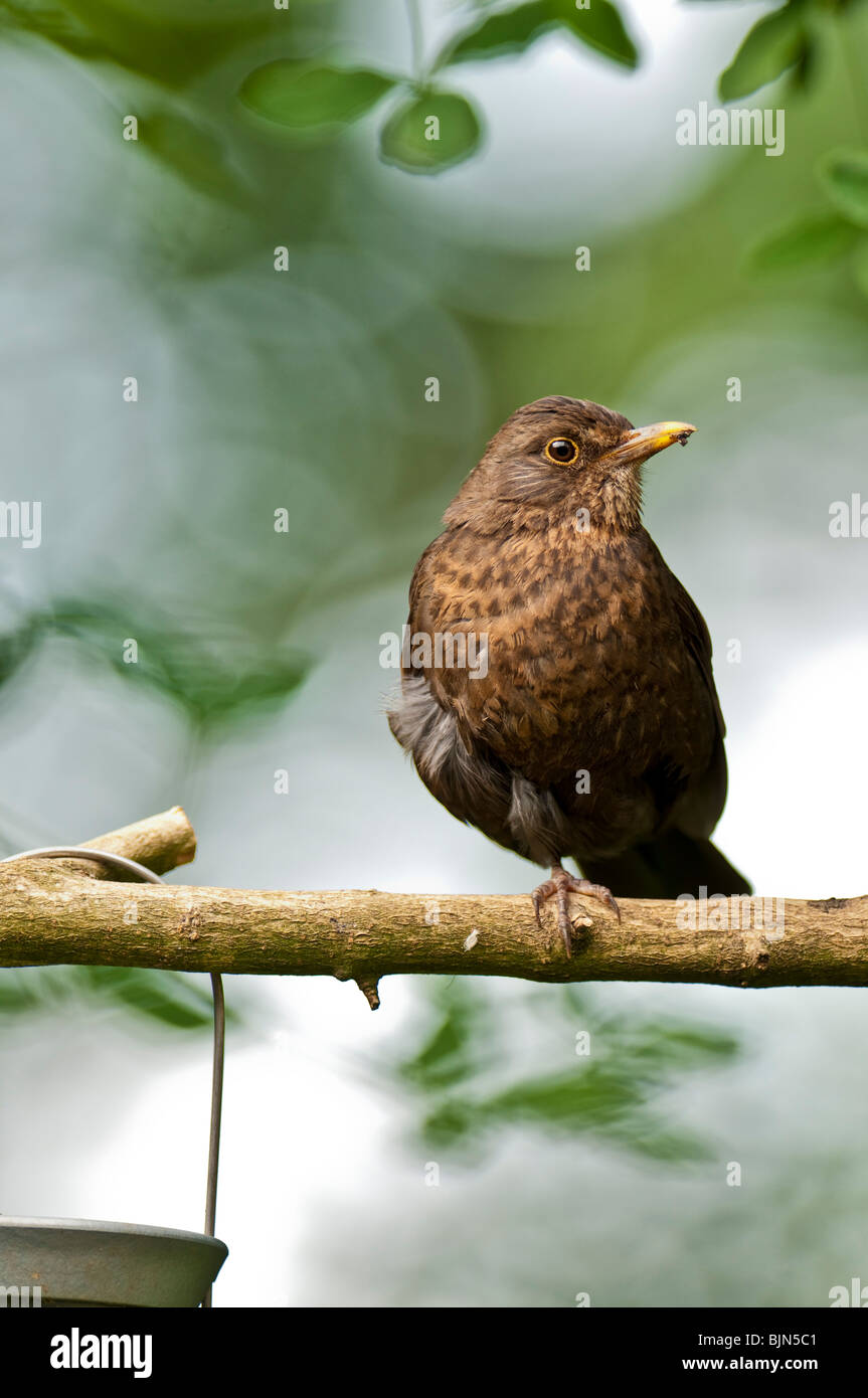 Amsel Turdus Marula auf Ast Stockfoto