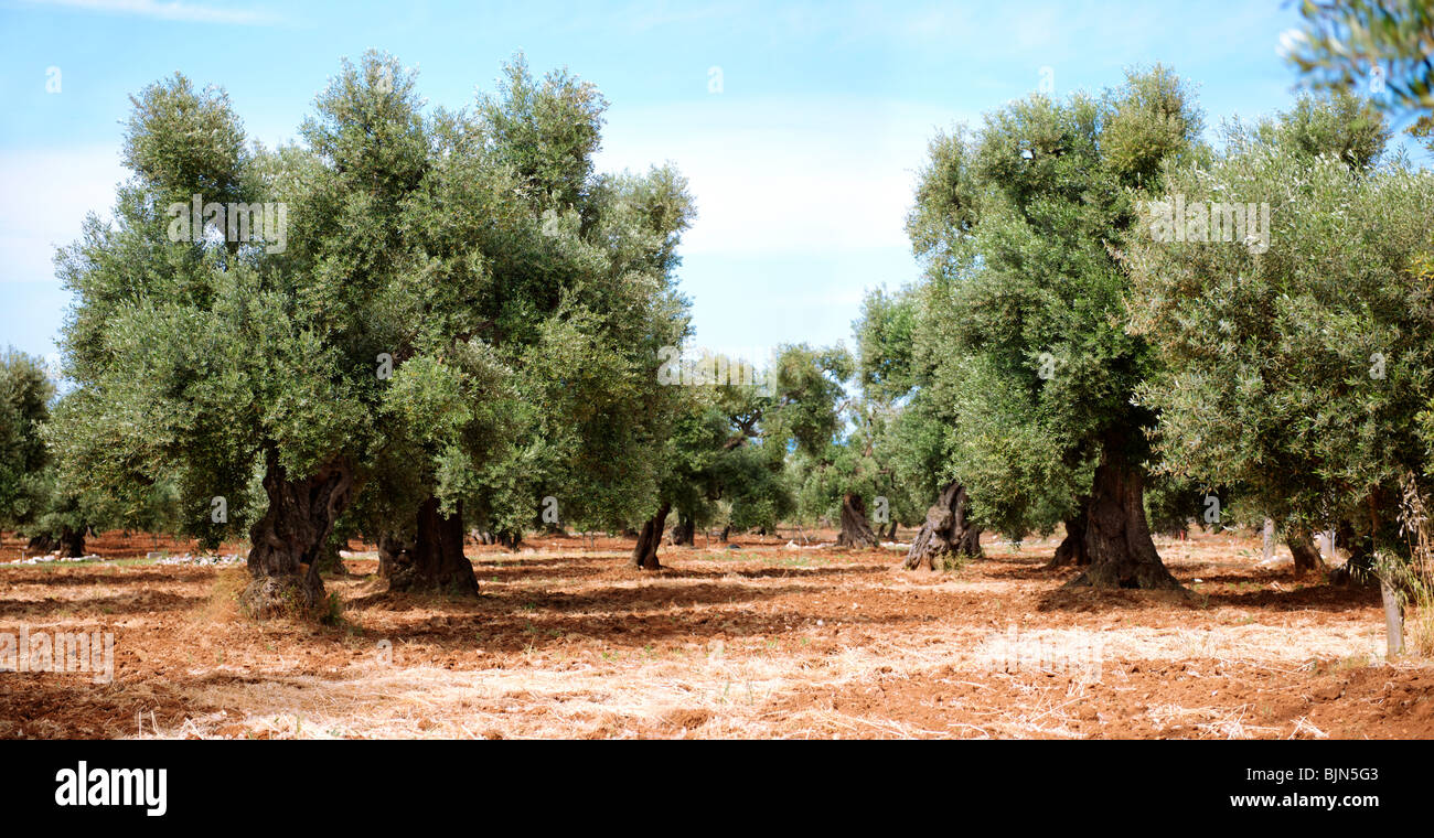 Uralte Cerignola Olive Bäume von Ostuni, Apulien, Süditalien. Stockfoto