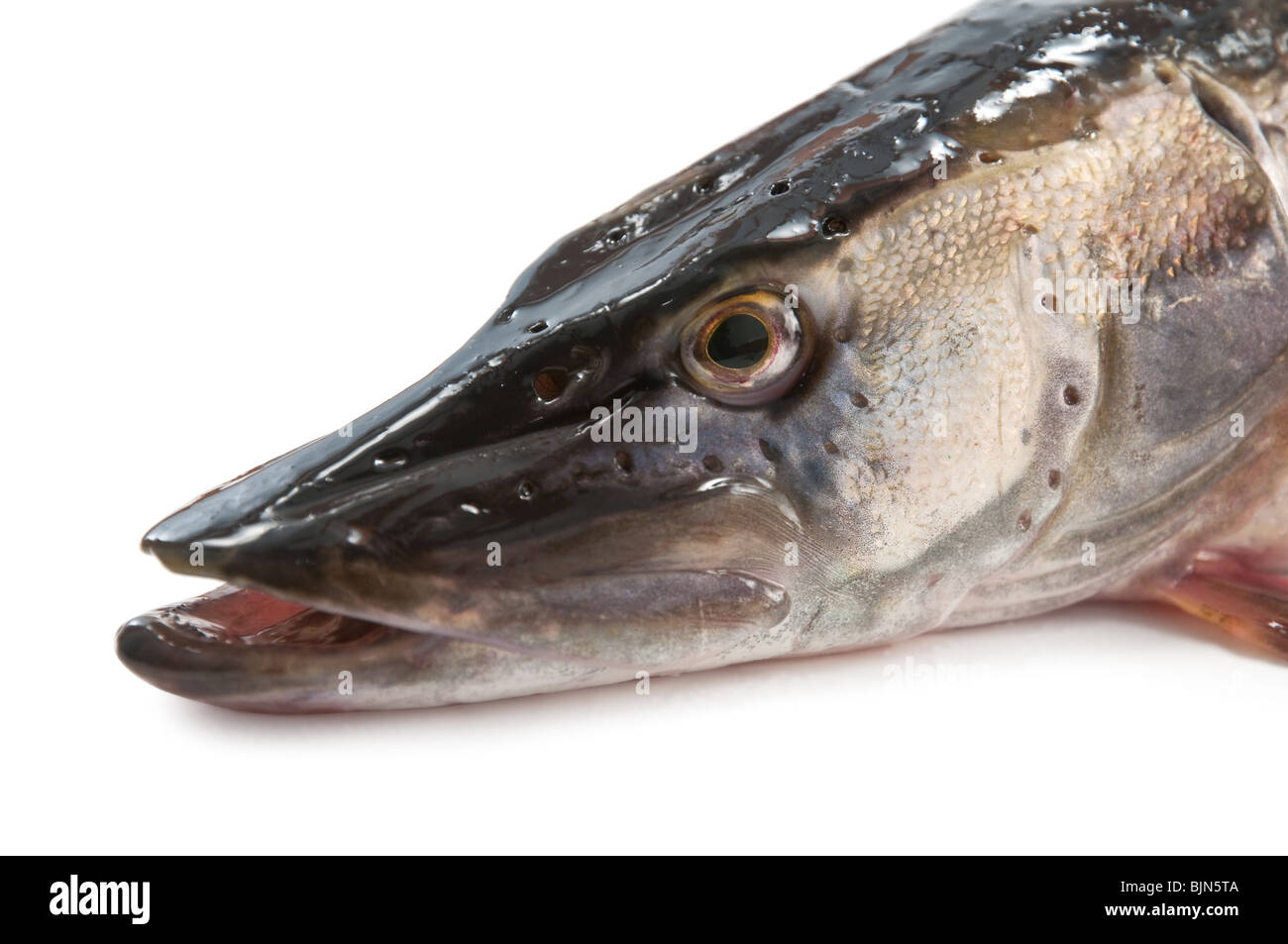 Hecht-Kopf isoliert auf weißem Hintergrund Stockfoto