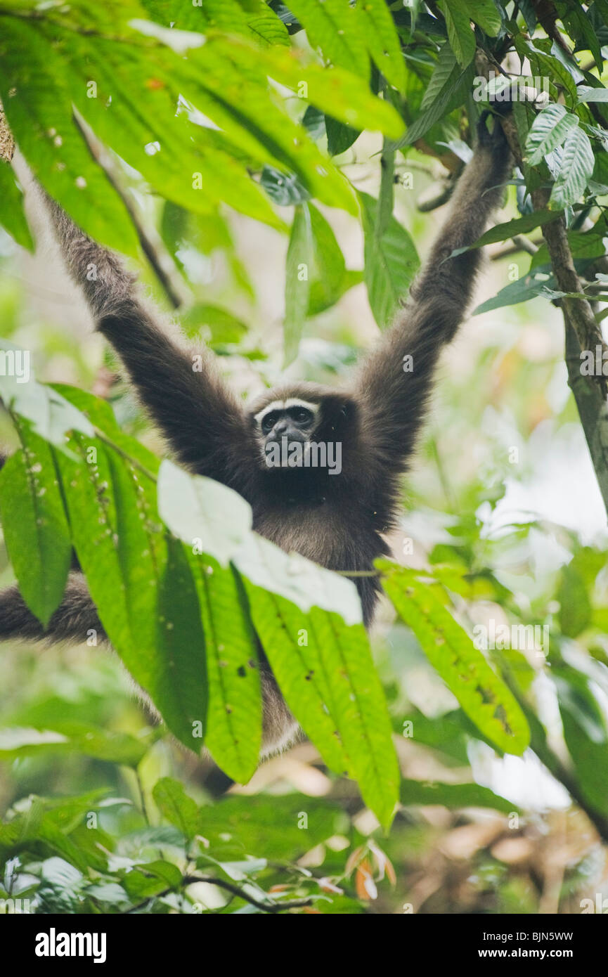 Westlichen Hoolock Gibbon (Hoolock Hoolock) junge Frau, Gibbon Wildlife Sanctuary, Assam, Indien vom Aussterben bedrohte Stockfoto