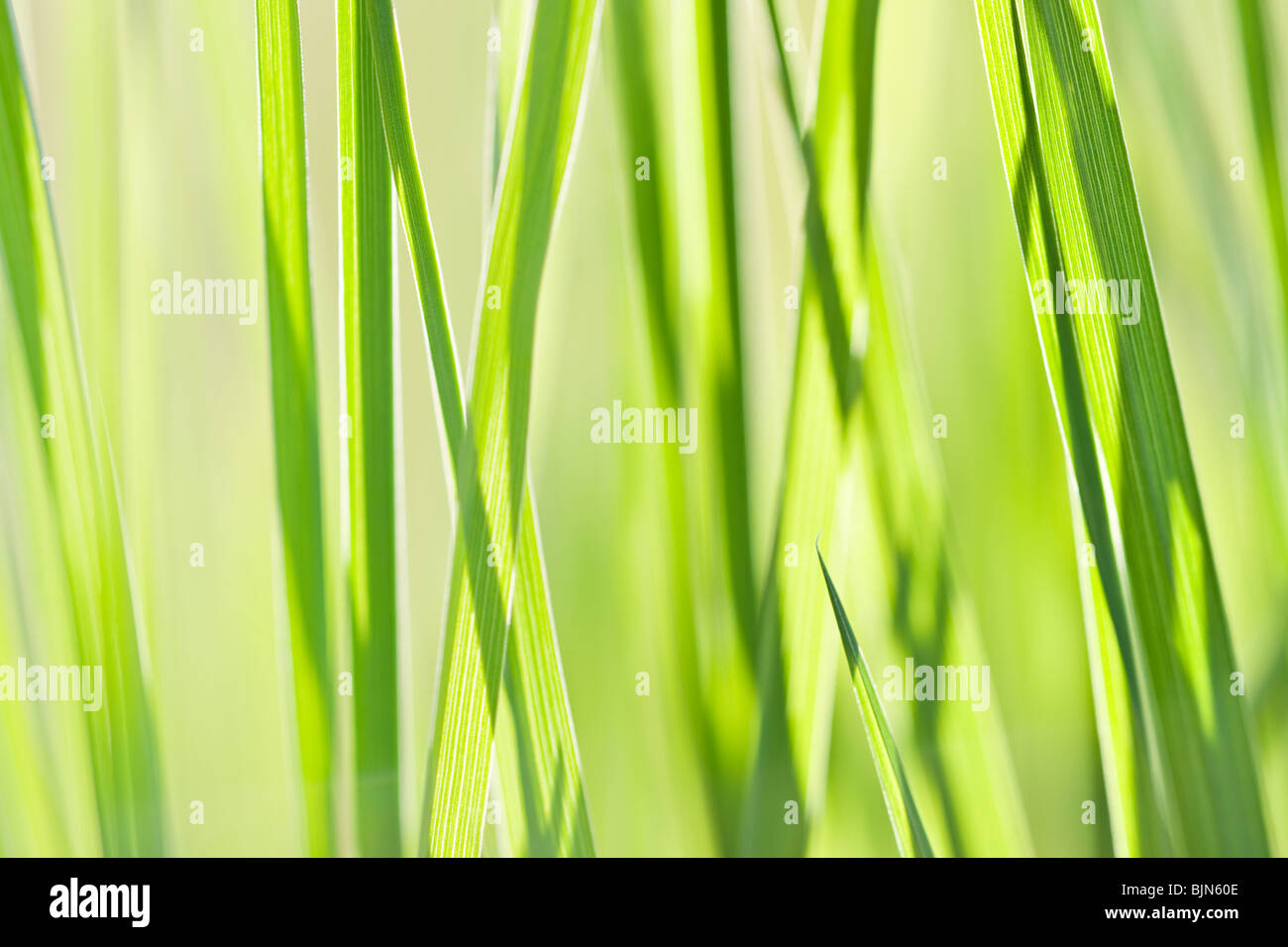 Grasgrün Textur hautnah Stockfoto