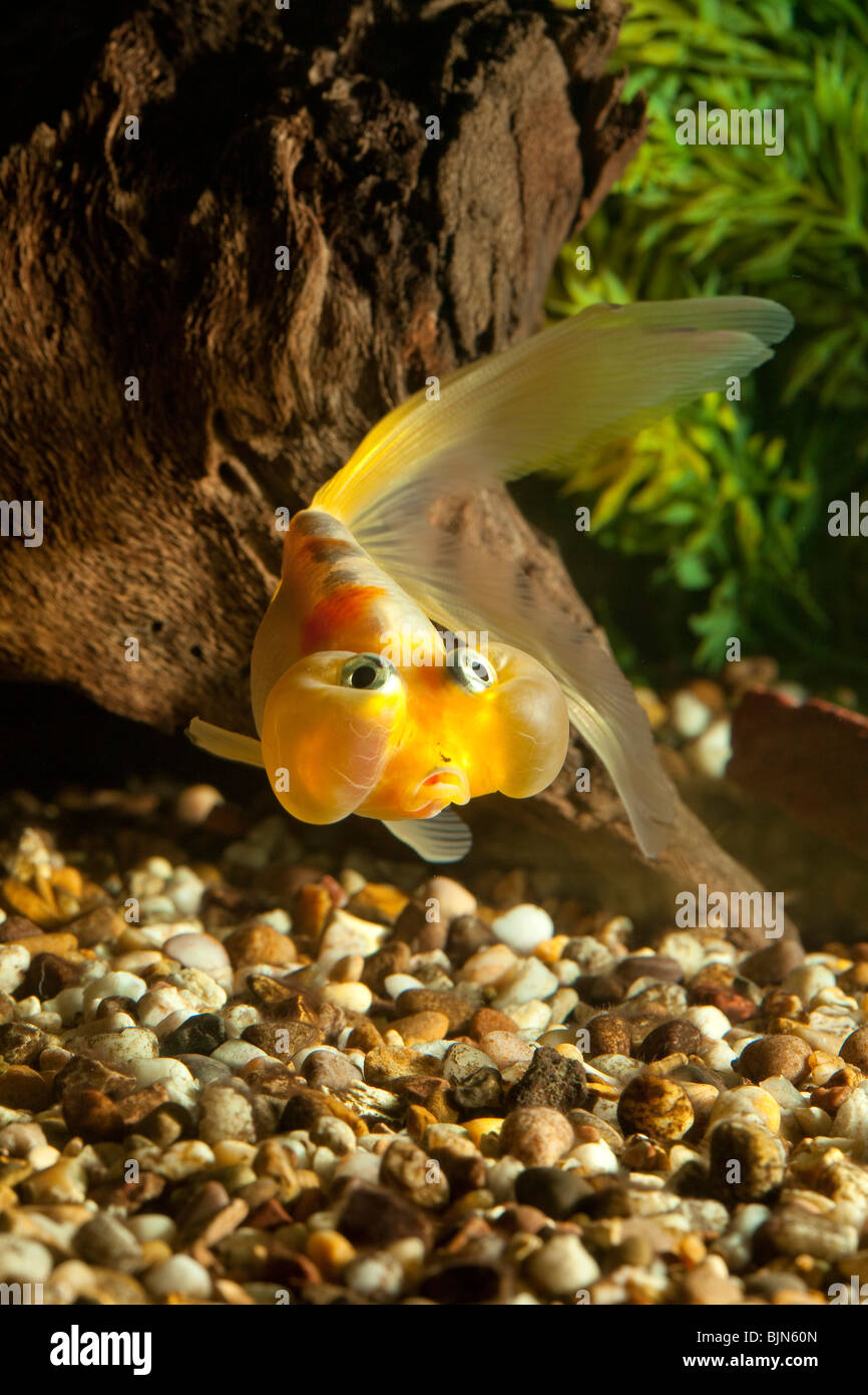 Blasenauge goldfisch Fotos und Bildmaterial in hoher Auflösung Alamy