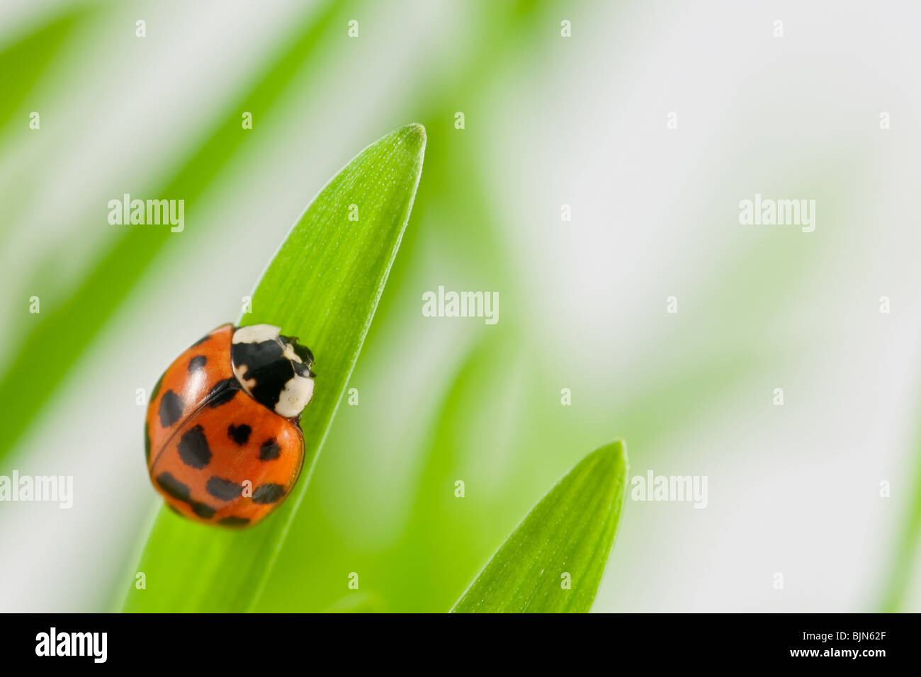 Marienkäfer auf dem grünen Rasen hautnah Stockfoto