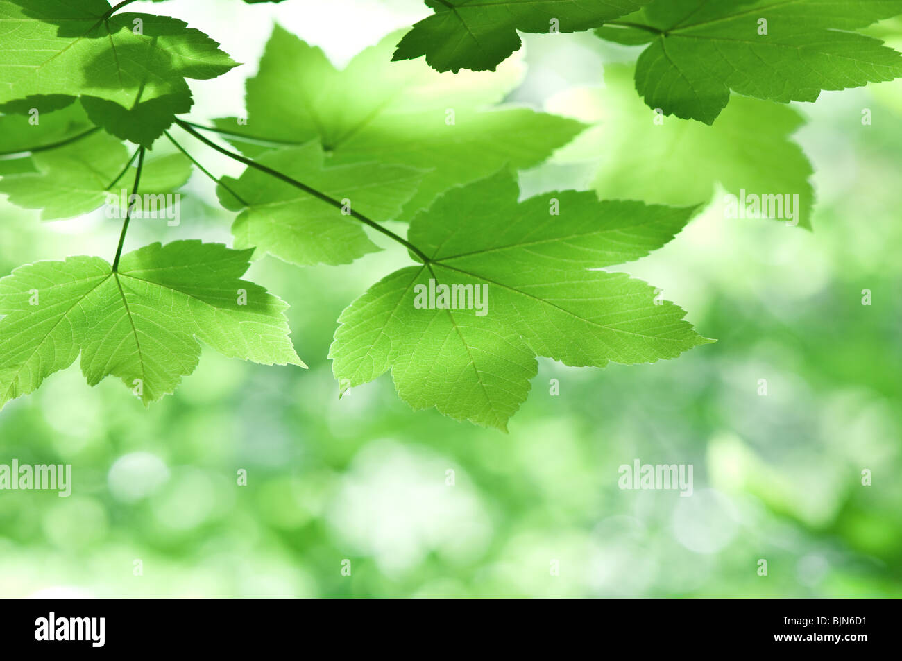grüne Ahornblätter hautnah Stockfoto